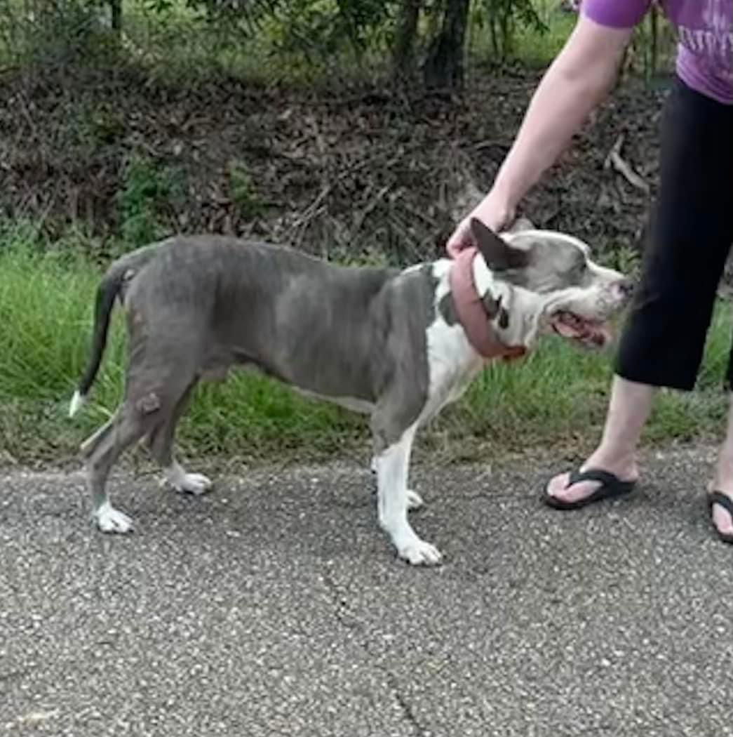 adoptable Dog in New Orleans, LA named George