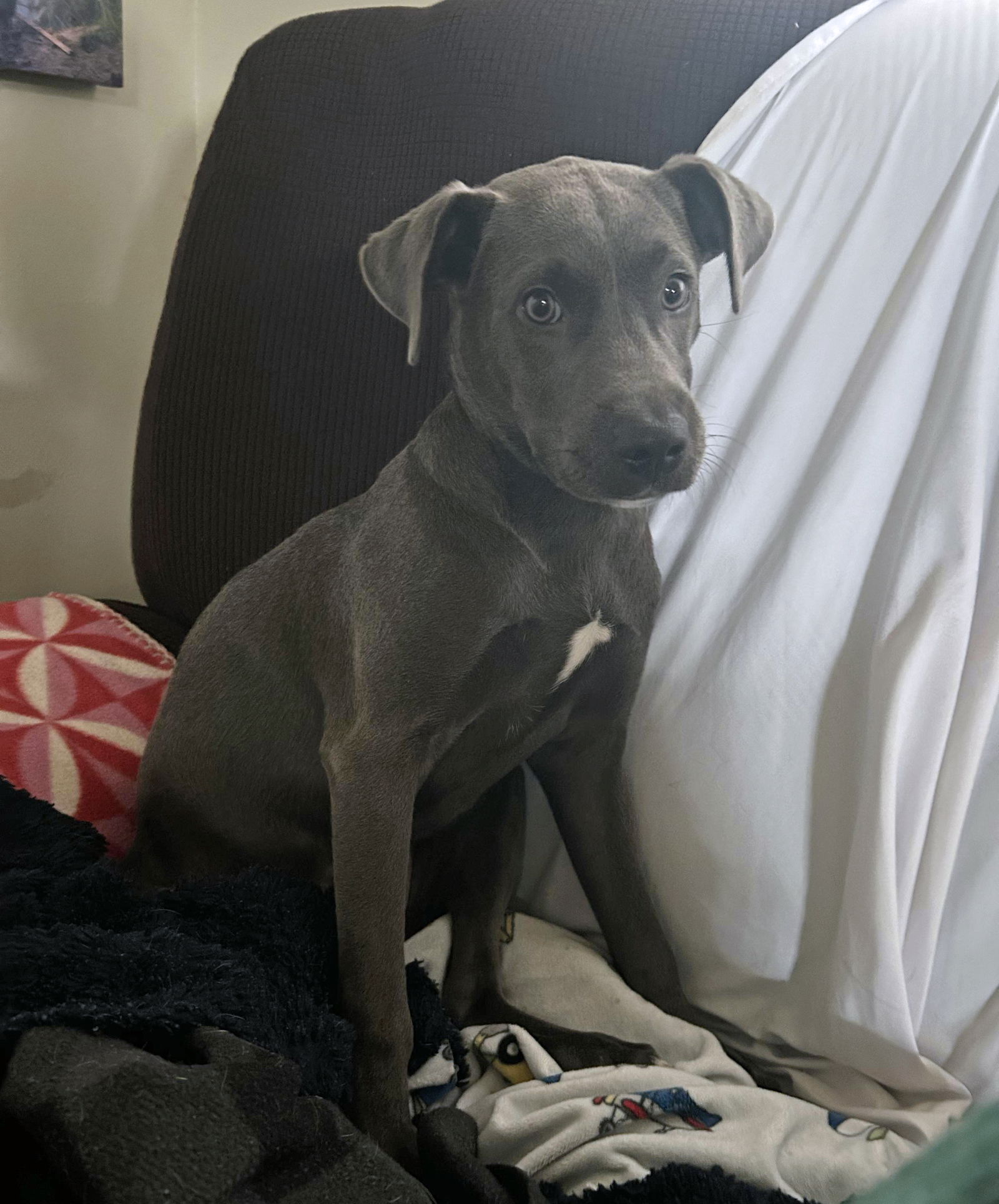adoptable Dog in New Orleans, LA named Zora