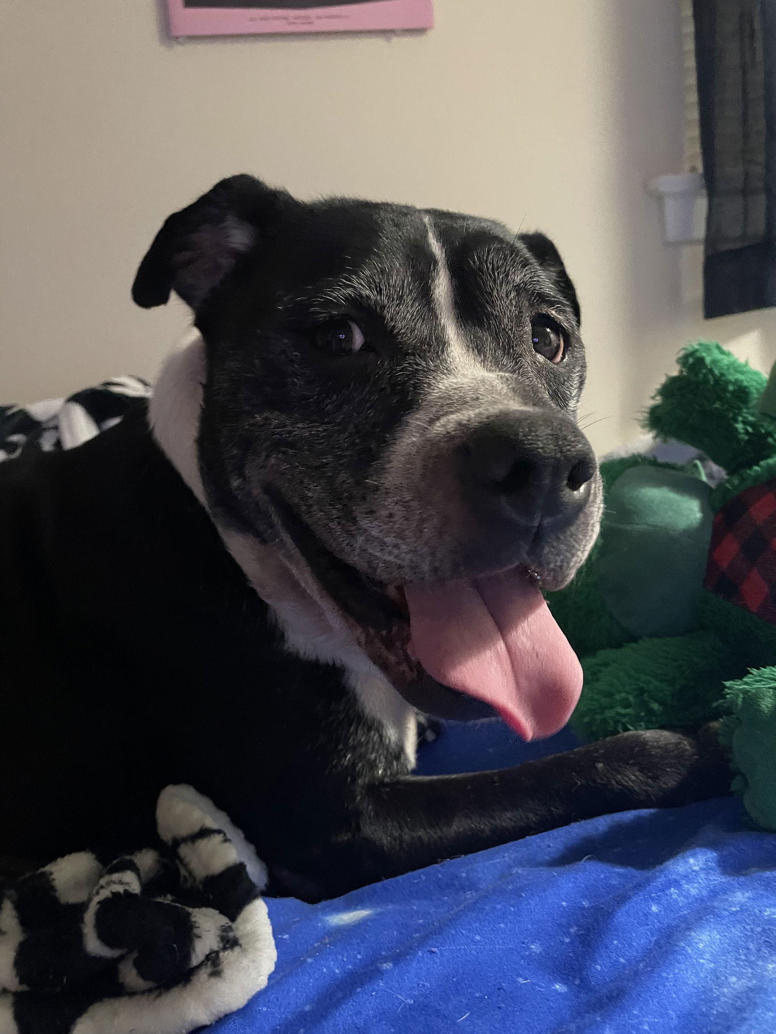 adoptable Dog in New Orleans, LA named Zena