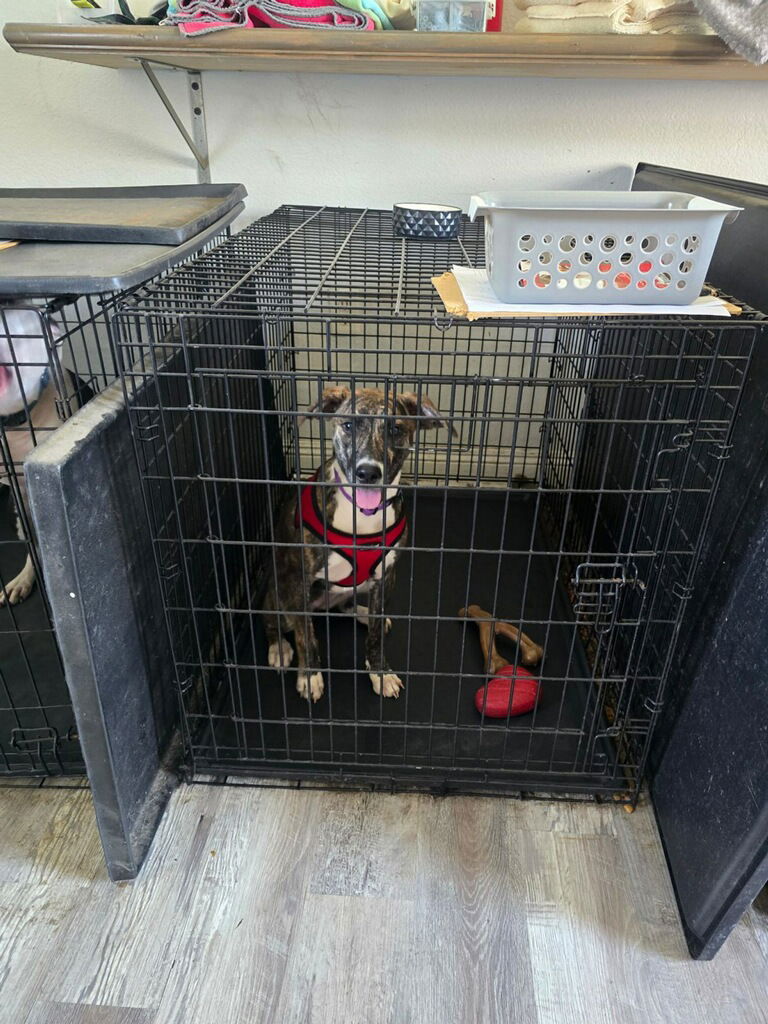 Pippi Puppy Longstocking
