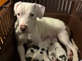 Reba - Pit Bull Terrier