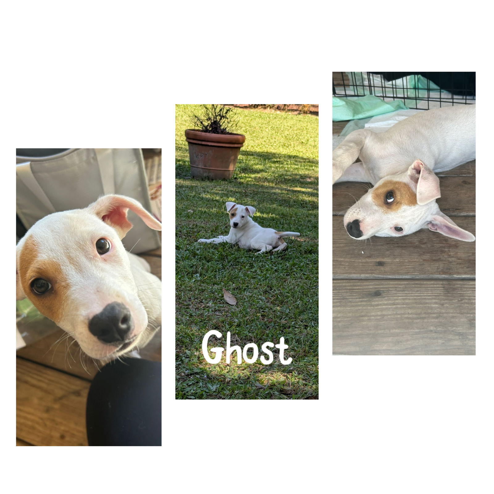 adoptable Dog in New Orleans, LA named Ghost