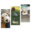 adoptable Dog in  named Ghost