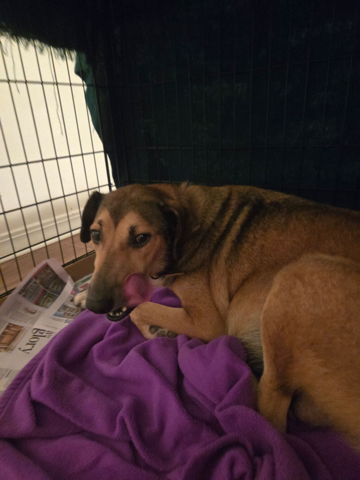 adoptable Dog in New Orleans, LA named Sally