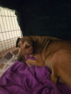 adoptable Dog in  named Sally