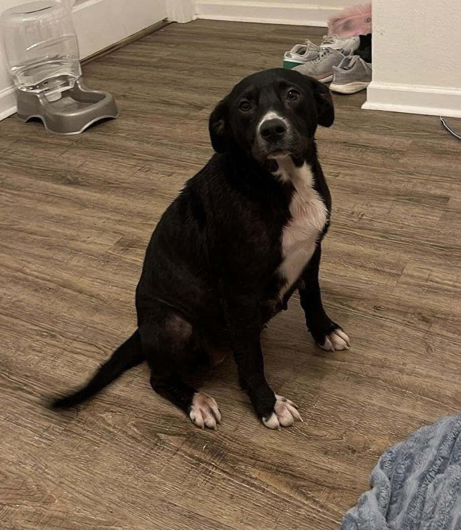 adoptable Dog in New Orleans, LA named Leah Chase