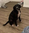 adoptable Dog in  named Leah Chase
