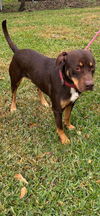 adoptable Dog in new orleans, LA named Banana Bandito