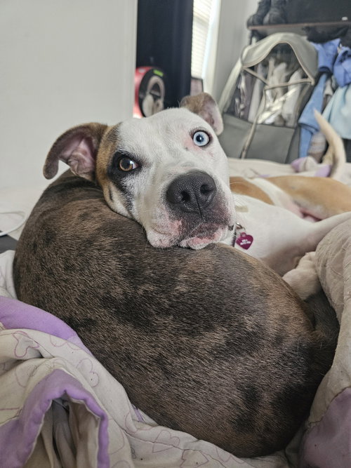 picture of the dog needing adoption