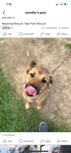 adoptable Dog in  named Briley