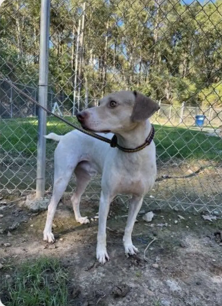 Bob Jr - Beagle