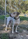 adoptable Dog in  named Bob Jr.
