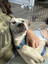 adoptable Dog in  named Freya