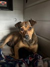 adoptable Dog in  named Maple