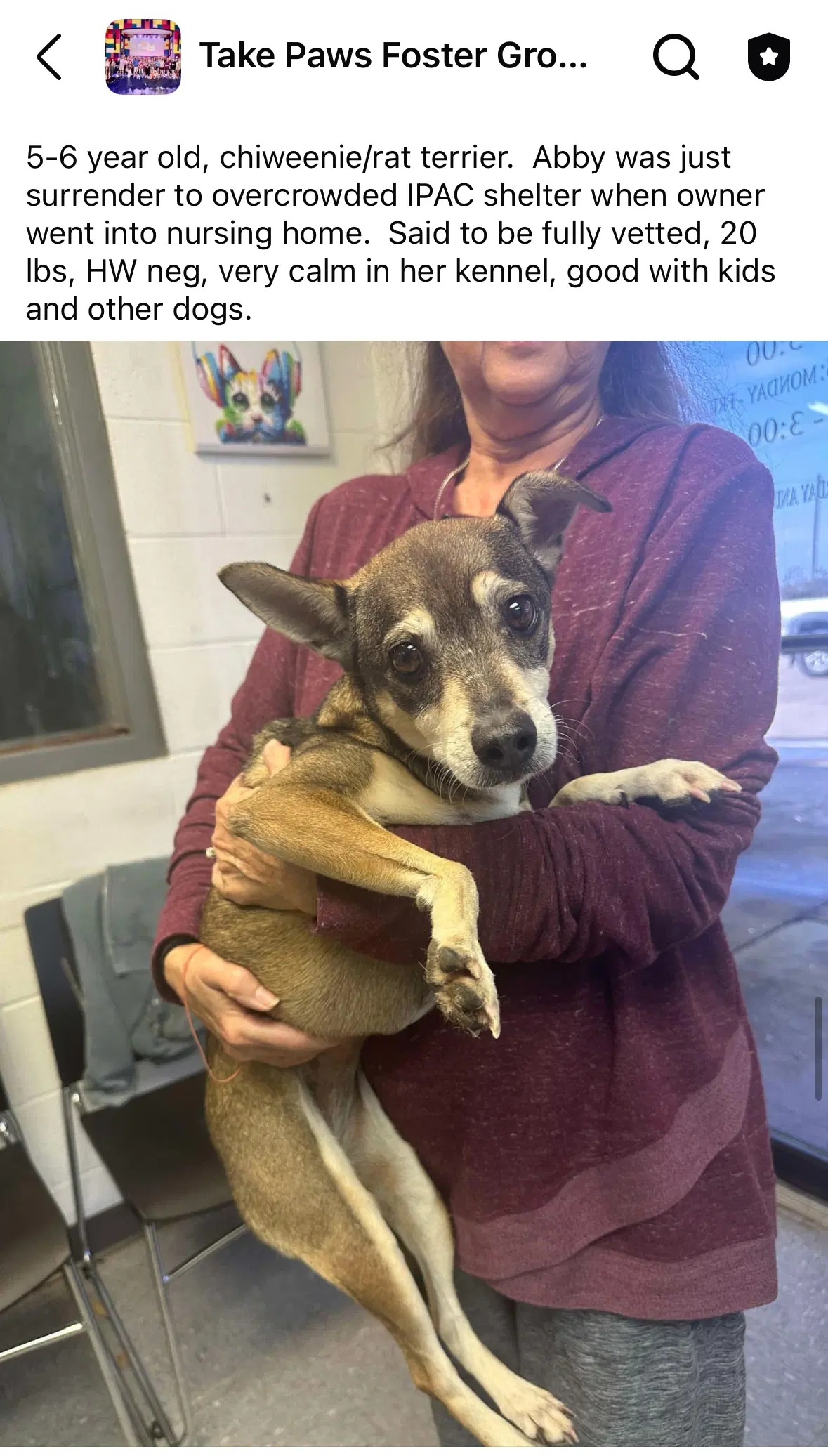 Abby - Chihuahua
