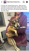 adoptable Dog in new orleans, LA named Abby