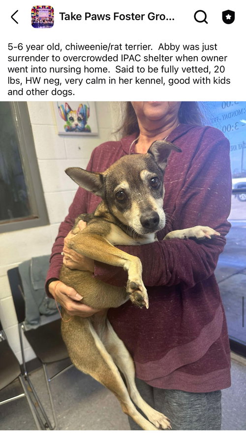 picture of the dog needing adoption