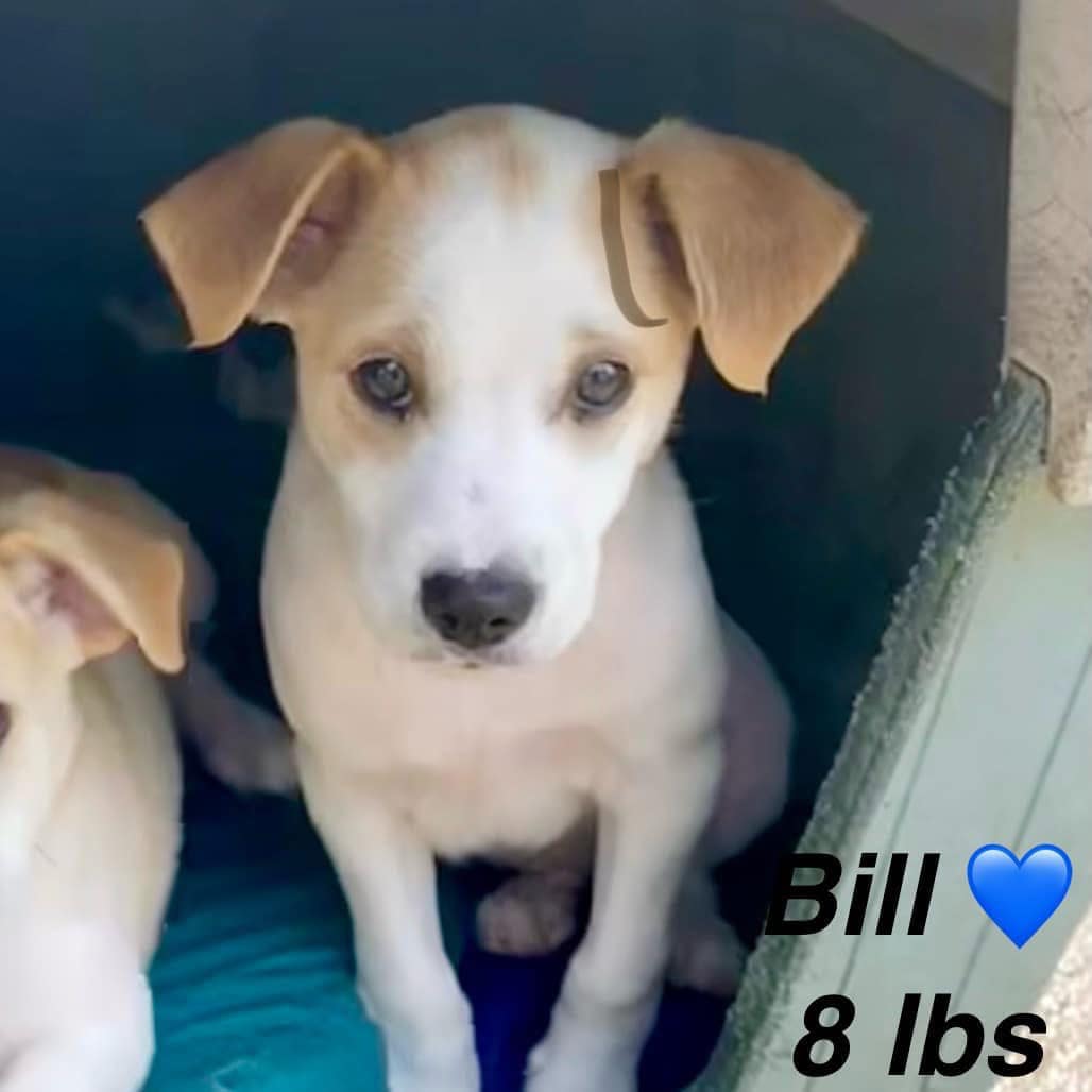 Bill