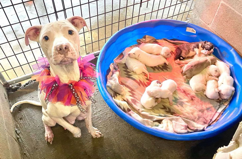 adoptable Dog in New Orleans, LA named Polly Gray