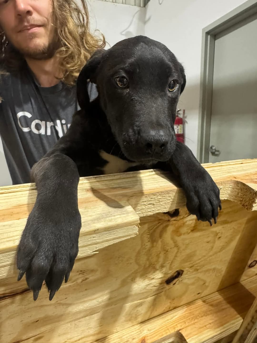 adoptable Dog in New Orleans, LA named Donnie B