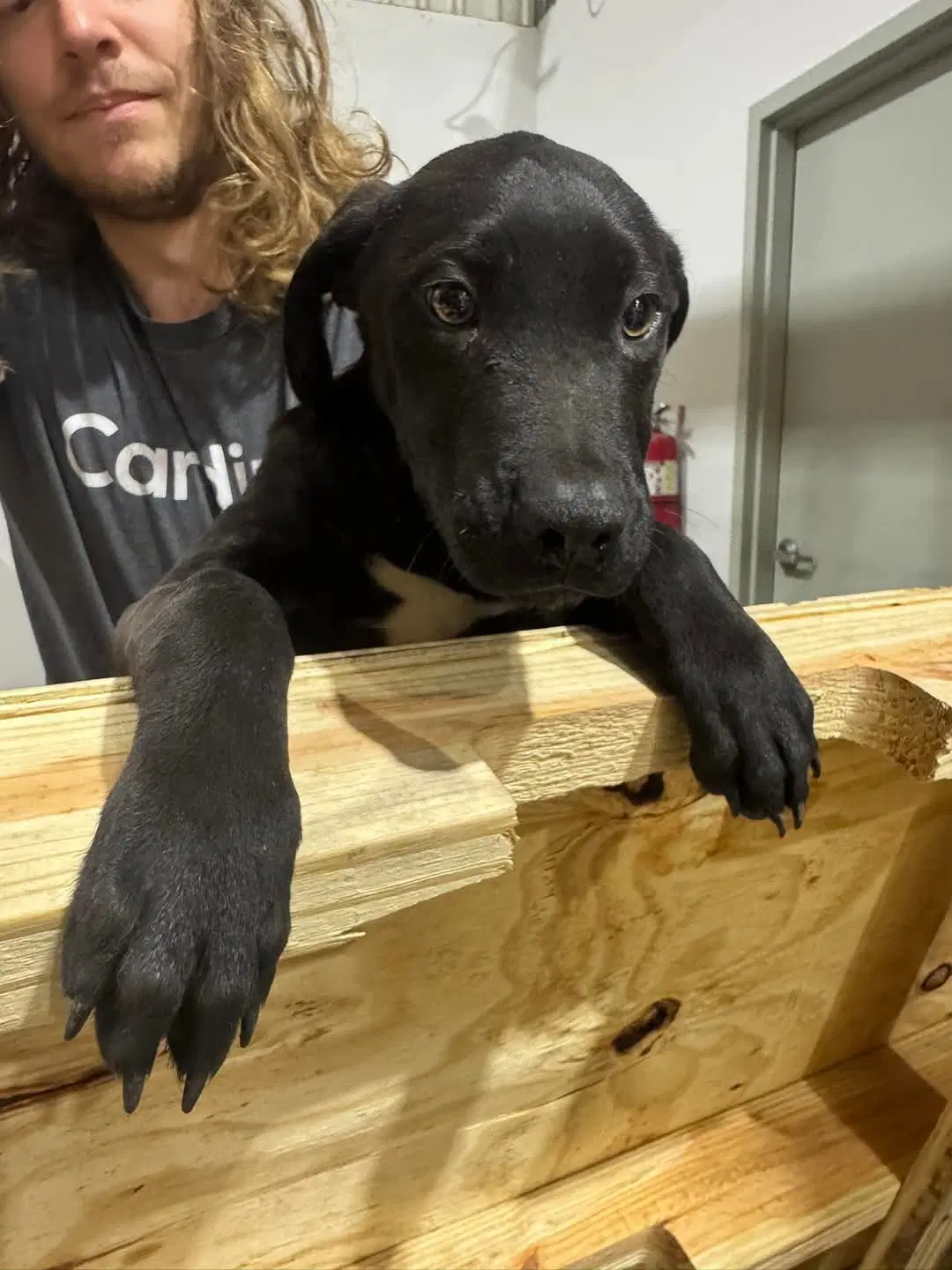 Donnie B - Labrador Retriever