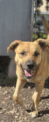 adoptable Dog in  named Ellie