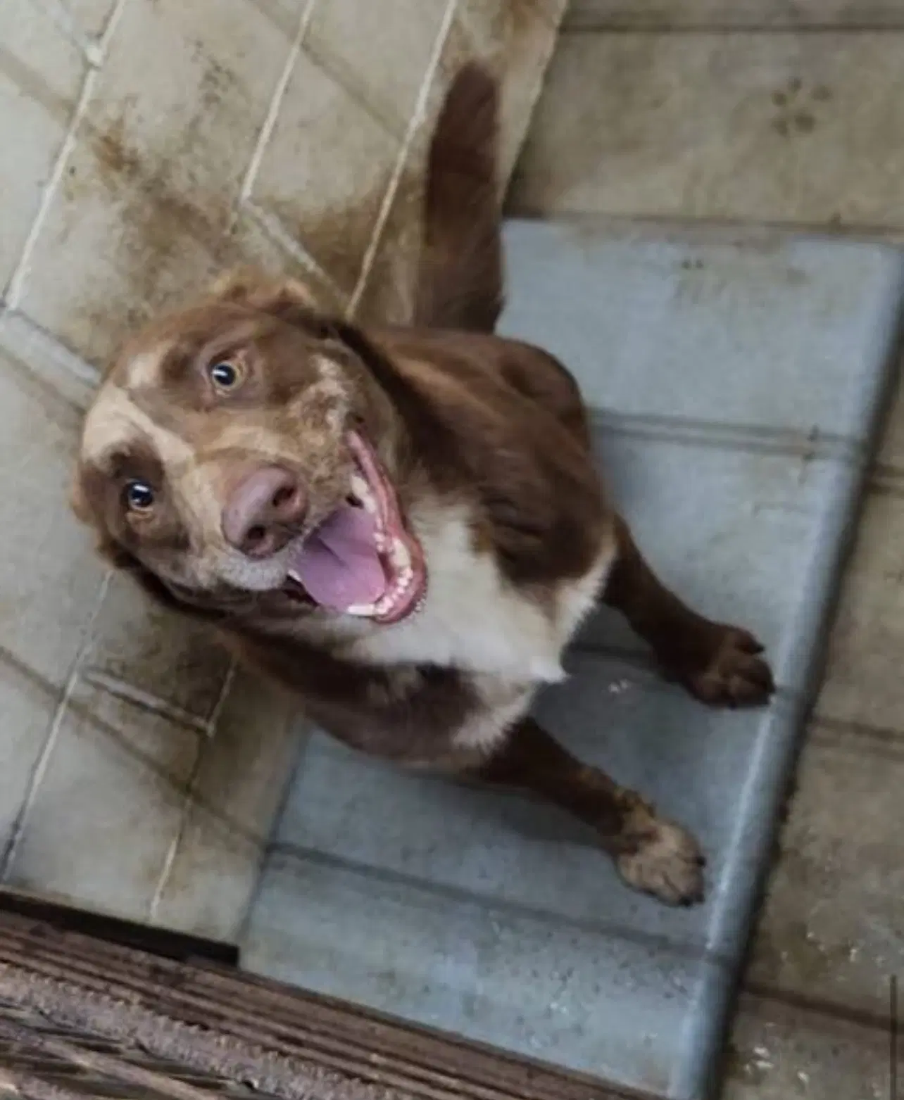 Louis - Labrador Retriever