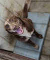 adoptable Dog in  named Louis