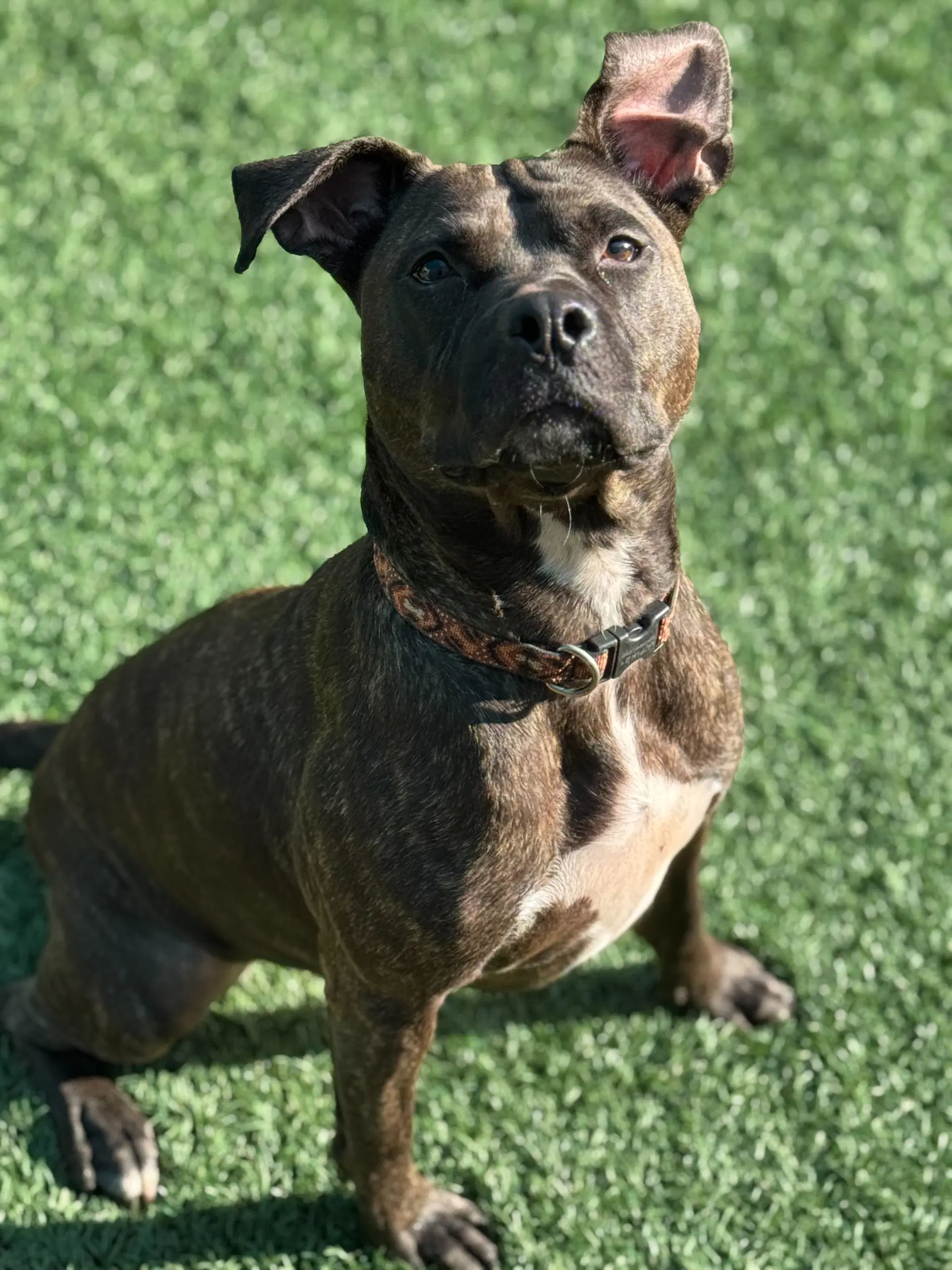 Marnie - Mountain Cur