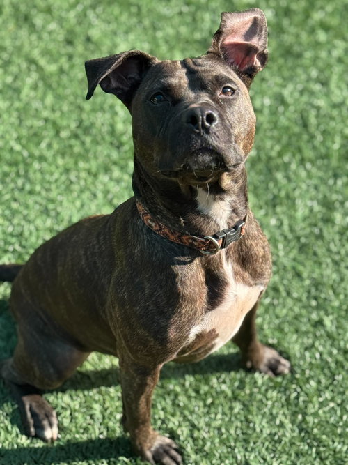 picture of the dog needing adoption