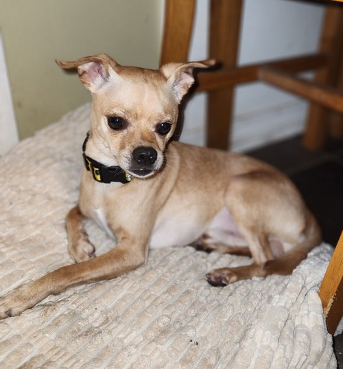 picture of the dog needing adoption