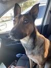 adoptable Dog in new orleans, LA named Belle