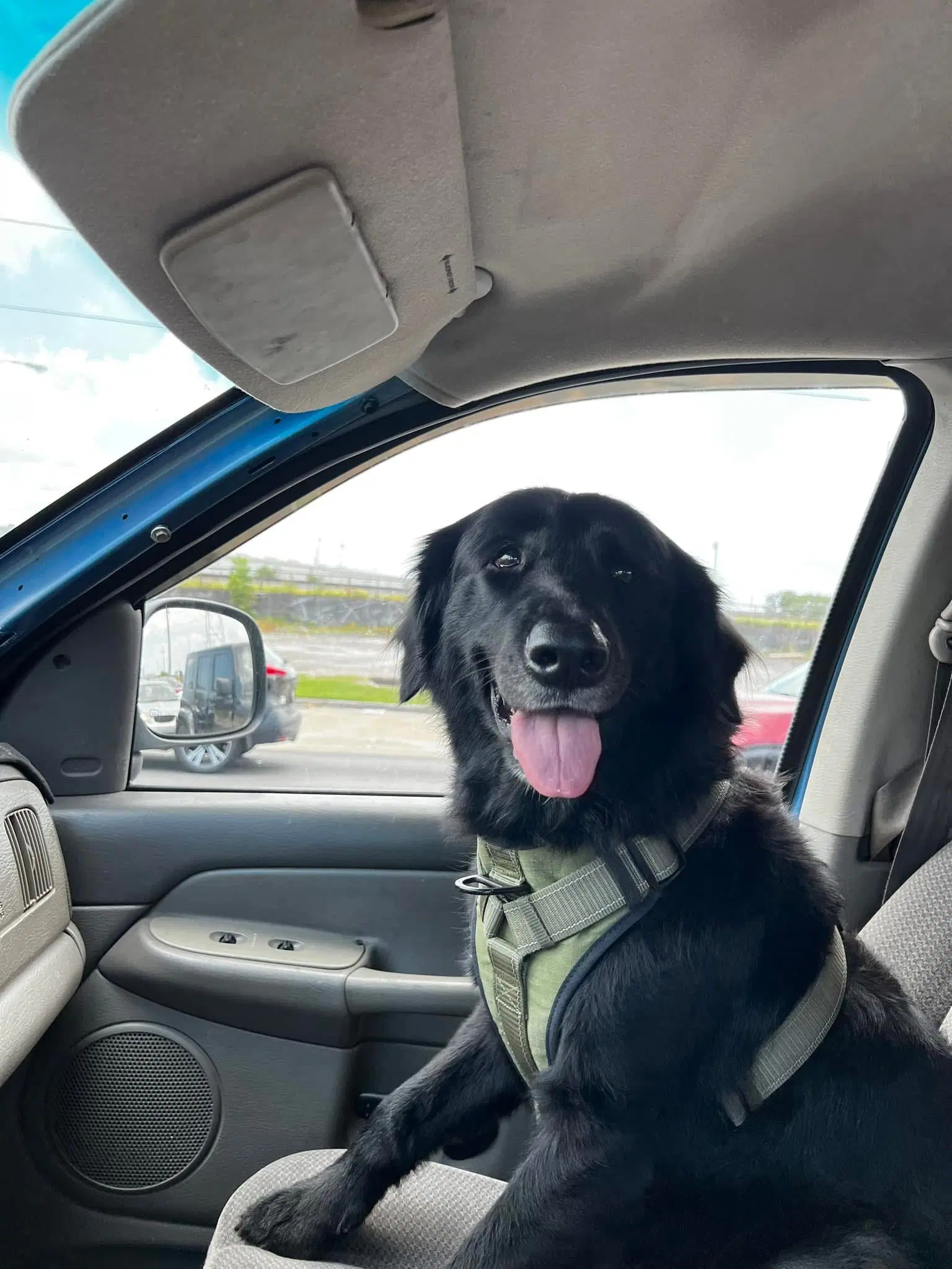 Aspen - Labrador Retriever