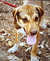 adoptable Dog in  named Cruz