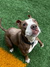 adoptable Dog in  named Lady Belle