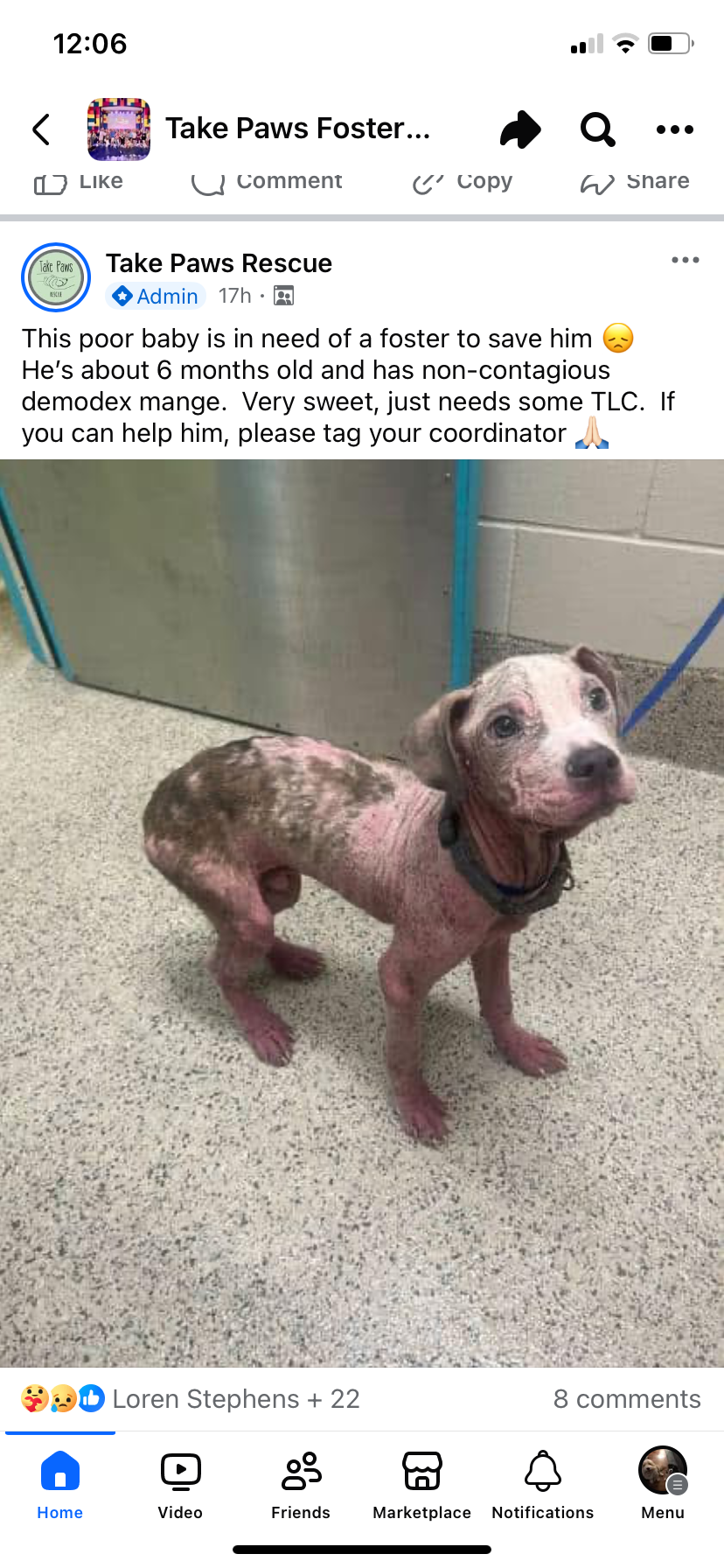 adoptable Dog in New Orleans, LA named da Vinci