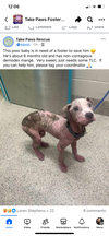 adoptable Dog in  named da Vinci