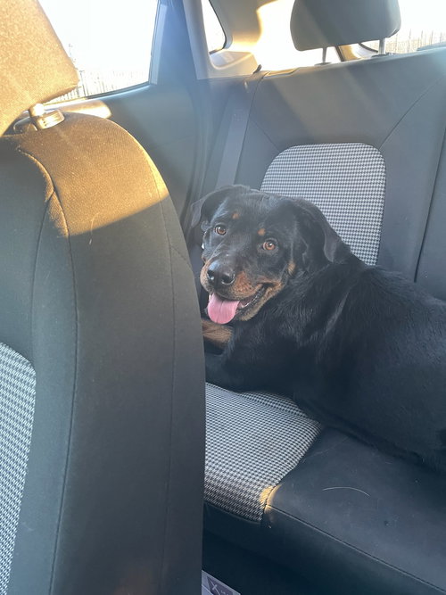 REINA - Rottweiler available for adoption