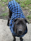 adoptable Dog in  named Jason