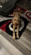 adoptable Dog in  named Oakley (Benefactor Dog)