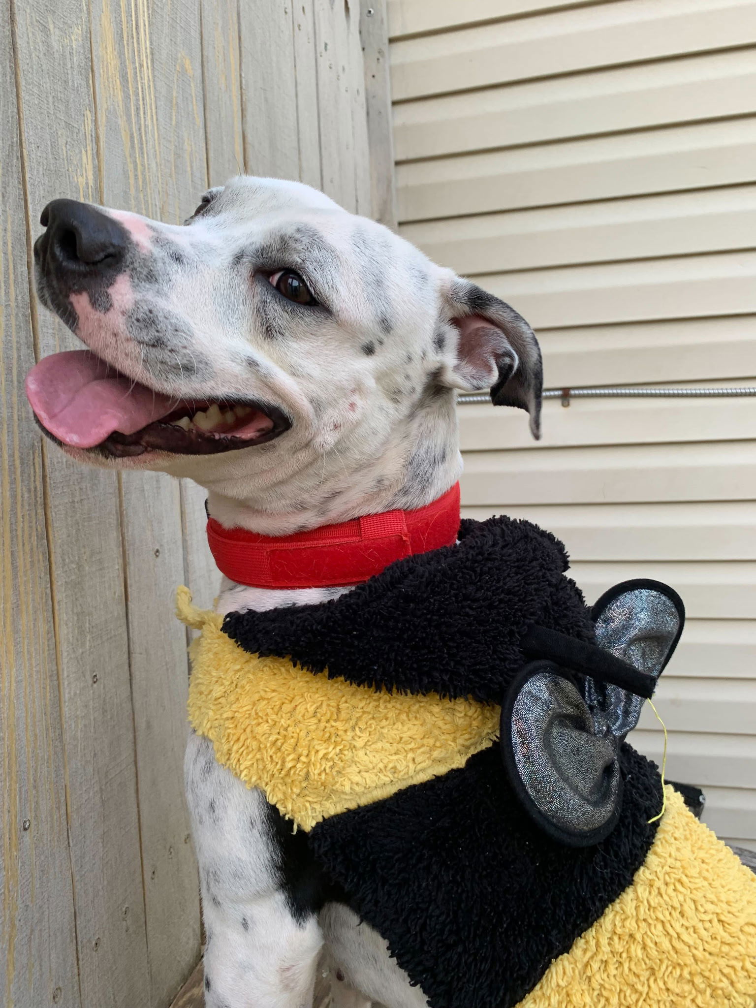 adoptable Dog in New Orleans, LA named Edwin