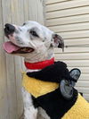 adoptable Dog in  named Edwin