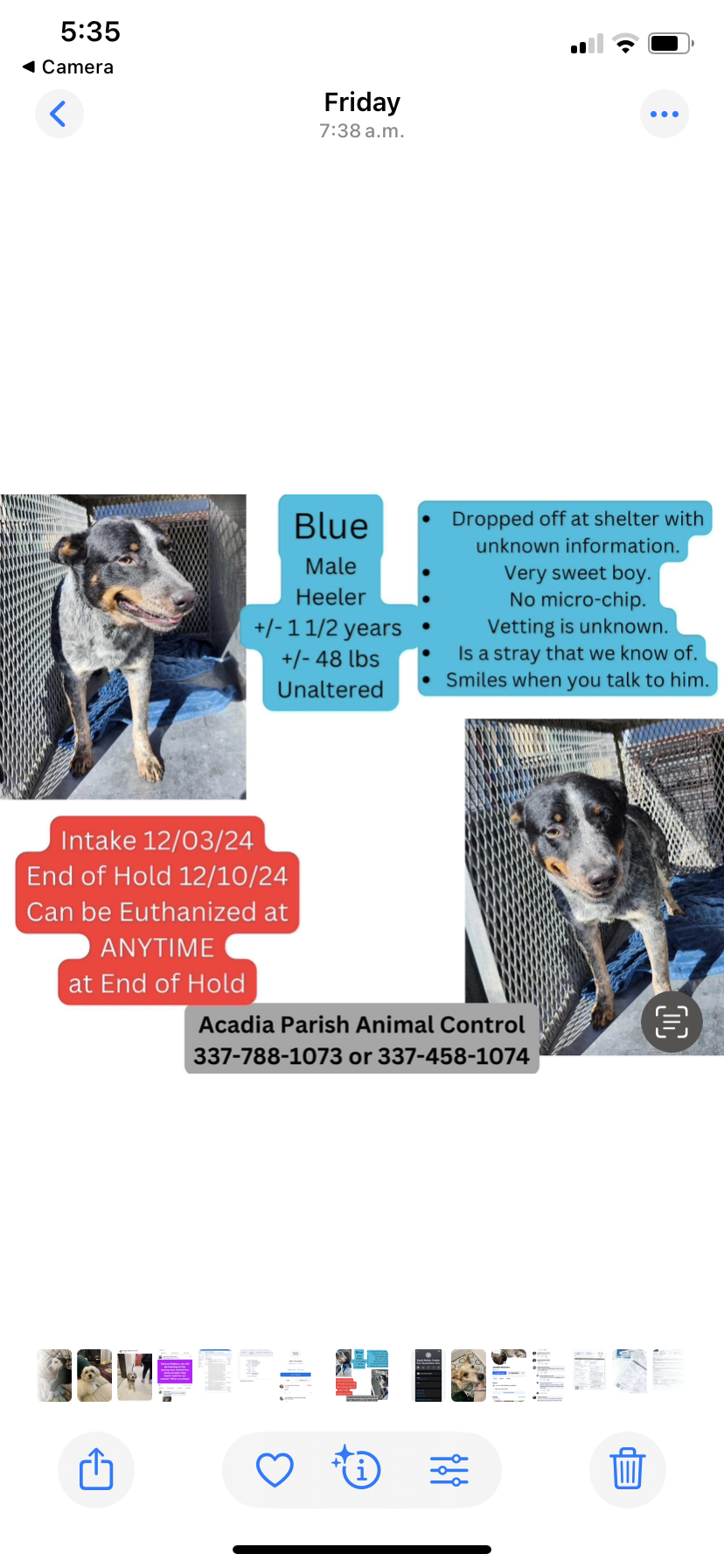 adoptable Dog in New Orleans, LA named Dewey