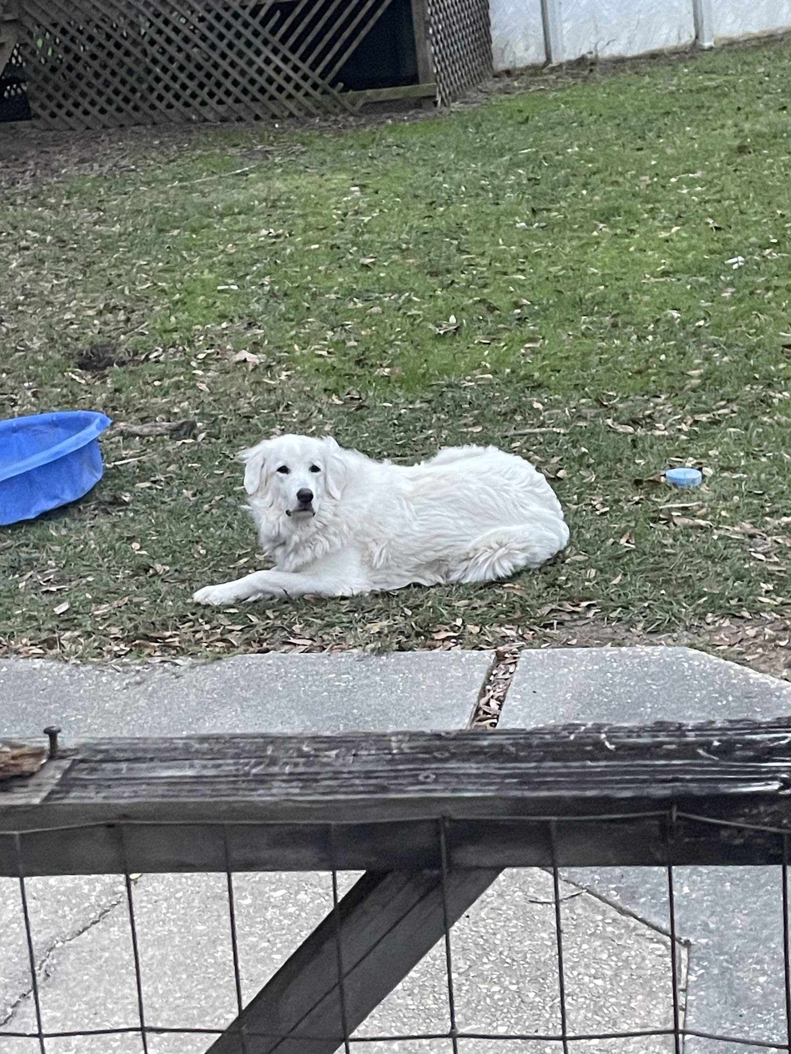 adoptable Dog in New Orleans, LA named Josie
