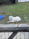 adoptable Dog in  named Josie