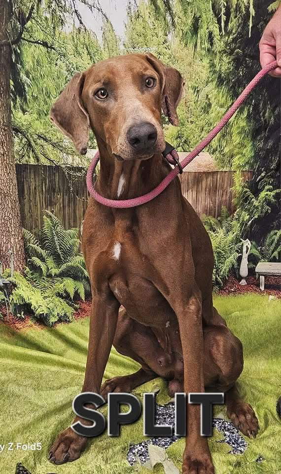 adoptable Dog in New Orleans, LA named Split