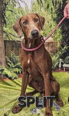 adoptable Dog in  named Split