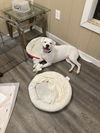 adoptable Dog in  named Snow White
