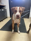 adoptable Dog in  named Brownie