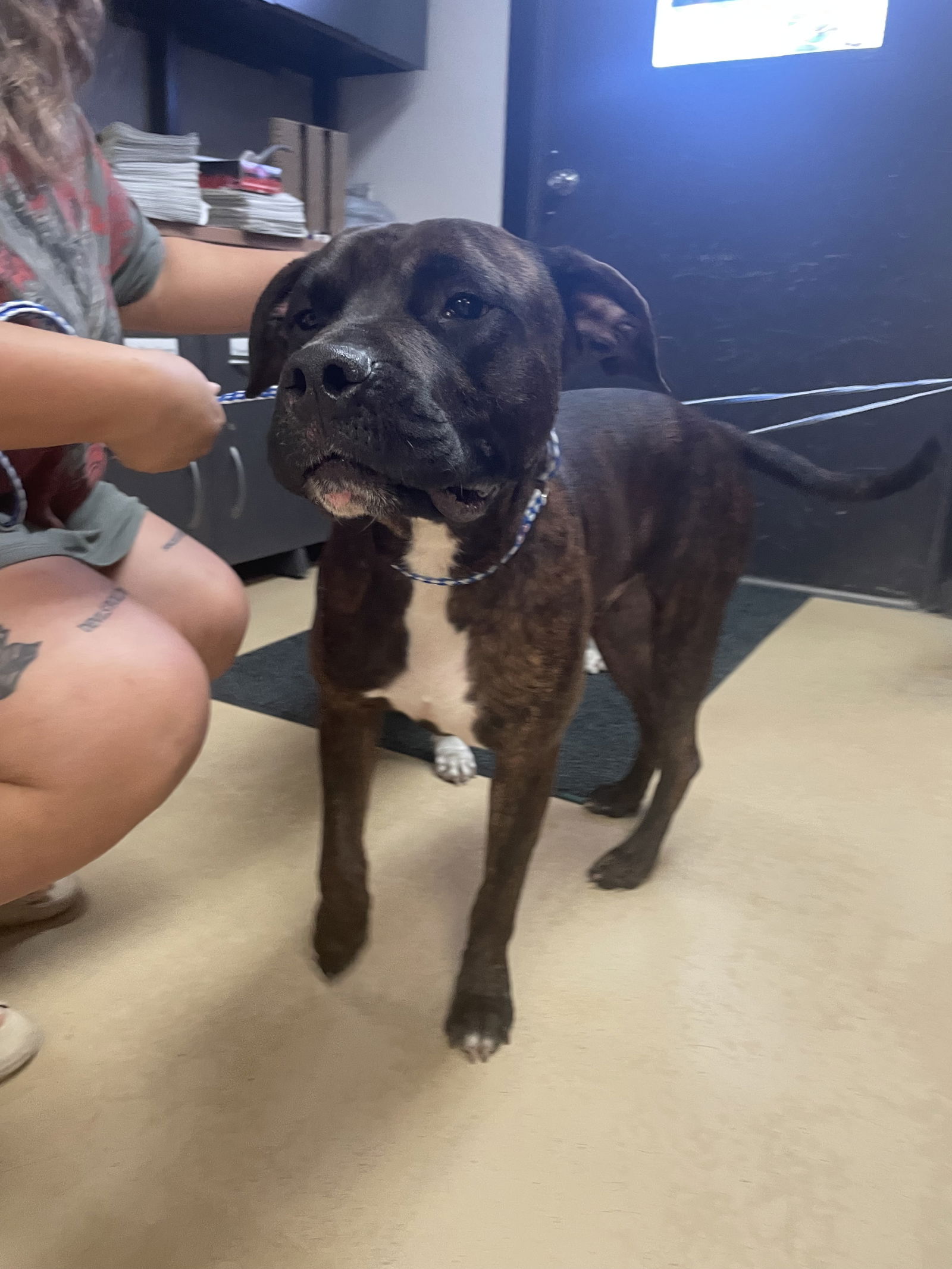 adoptable Dog in New Orleans, LA named Tank